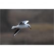 Mouette rieuse